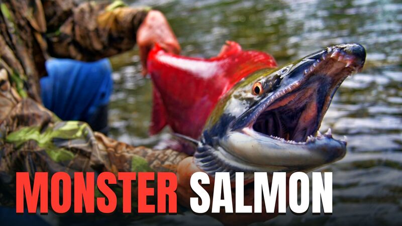 Thumbnail: monster salmon